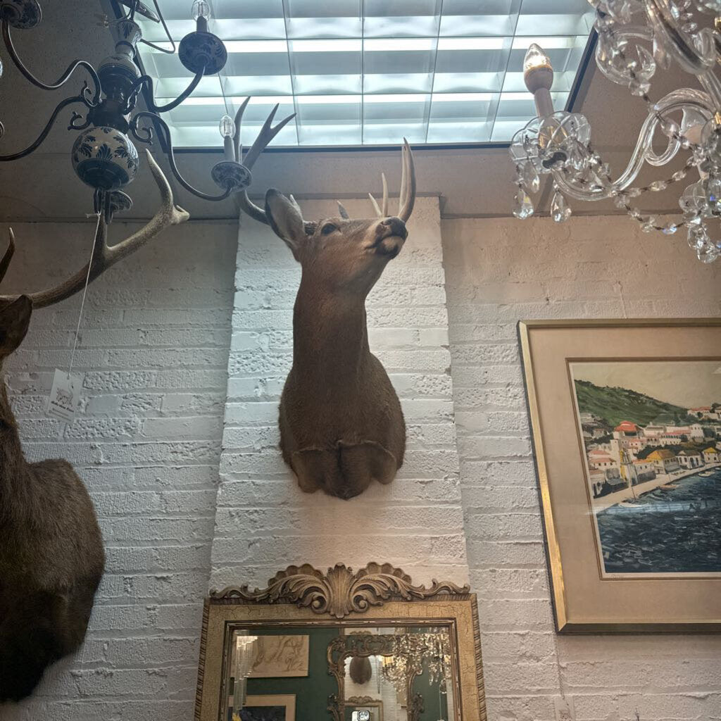 10 pnt. Deer Mount