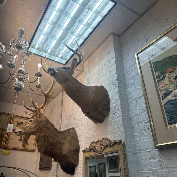 10 pnt. Deer Mount