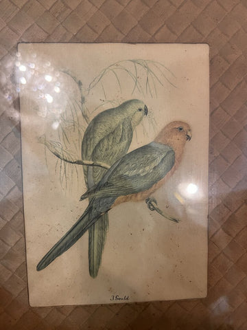 Vintage bird print in faux bamboo frame 9x11, as found,green birds