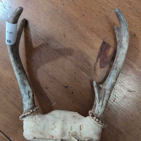 Deer Antler 4 points