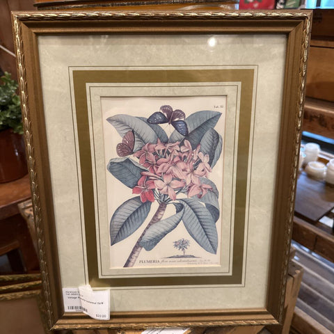 Vintage Plumeria botanical 11x14