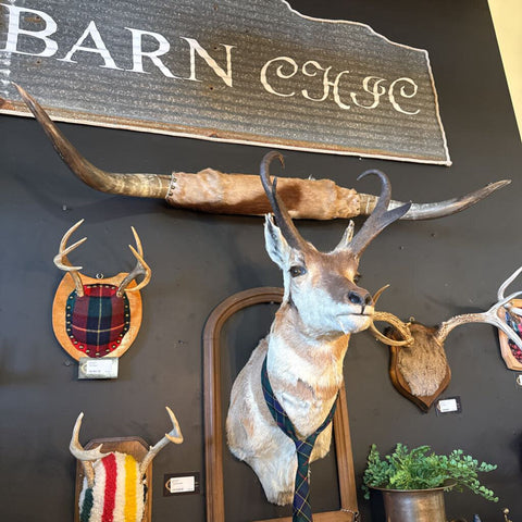 Large Bull Horns