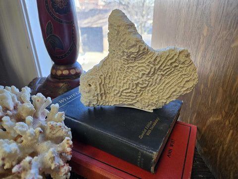 Coral 6" tall