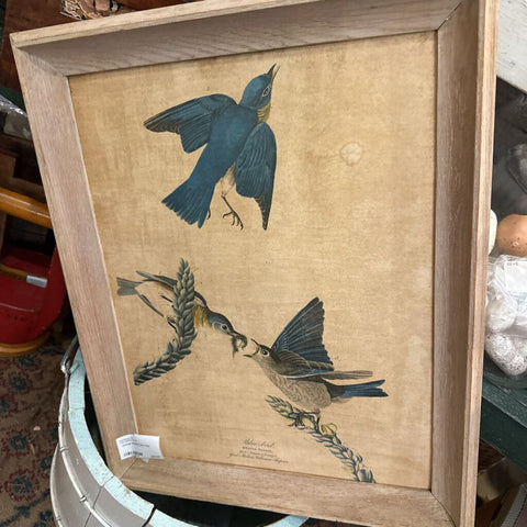 Vintage Bluebird print 17x21