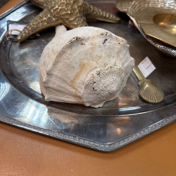White Shell W1377
