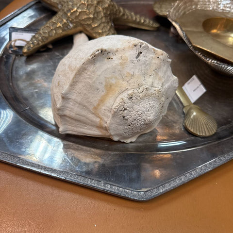 White Shell W1377