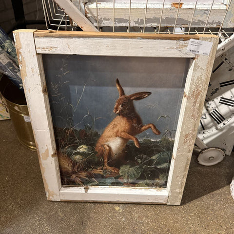 Rabbit picture