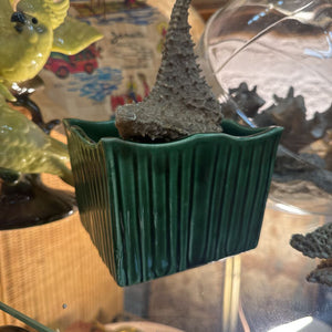 Green Square Pottery W1765