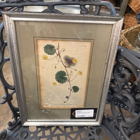 Framed Botanical Print 10x13