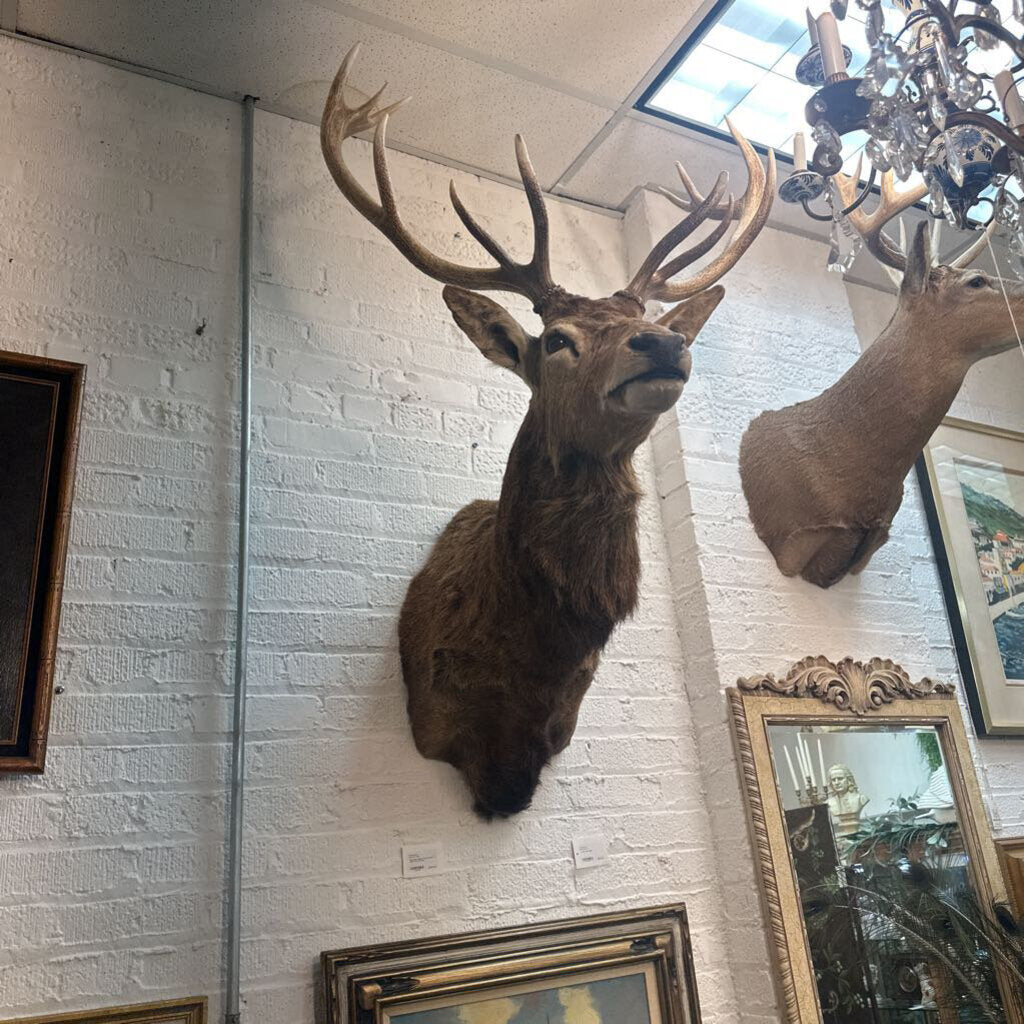 Mule Deer Mount 12 pnt. 35x48 " In Store Pick Up Only