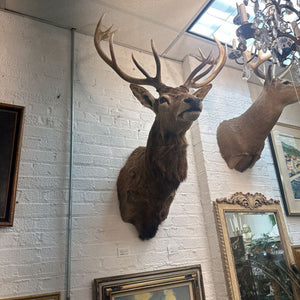 Mule Deer Mount 12 pnt. 35x48 " In Store Pick Up Only