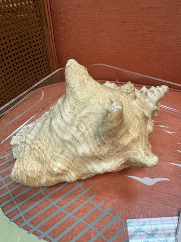 Conk Shell 4"x 9" W0956