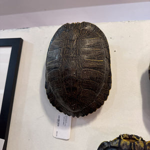 TURTLE SHELL
