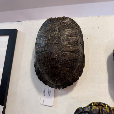 TURTLE SHELL