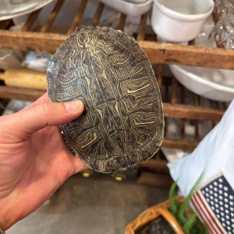TURTLE SHELL