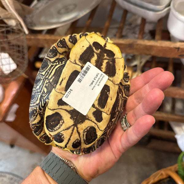 TURTLE SHELL