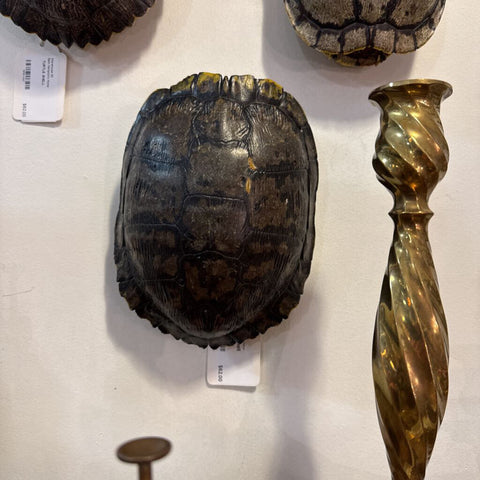 Turtle Shell