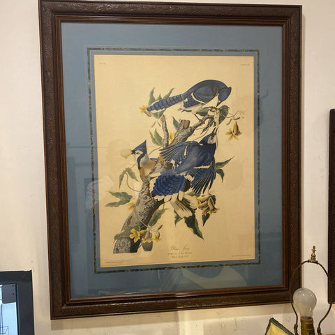 Beautiful blue jay print 37x31