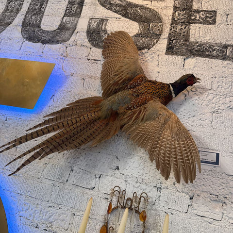 pheasent