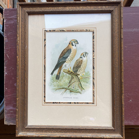 Framed Sparrow hawk 10x13