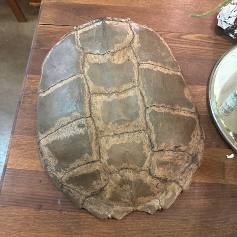 Turtle Shell a 14"