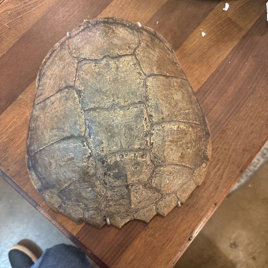 Turtle Shell a 12"