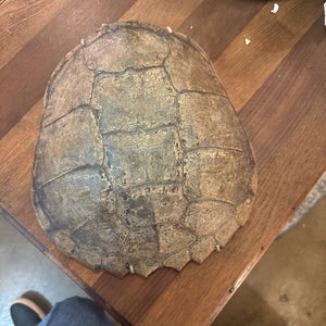 Turtle Shell a 12"