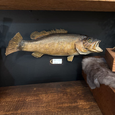 18in Bass