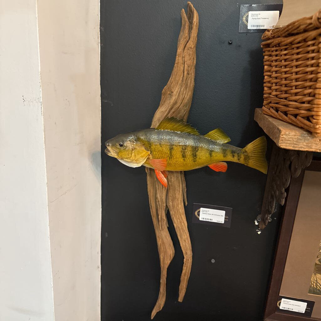 Rainbow Bass 12in Driftwood 30in