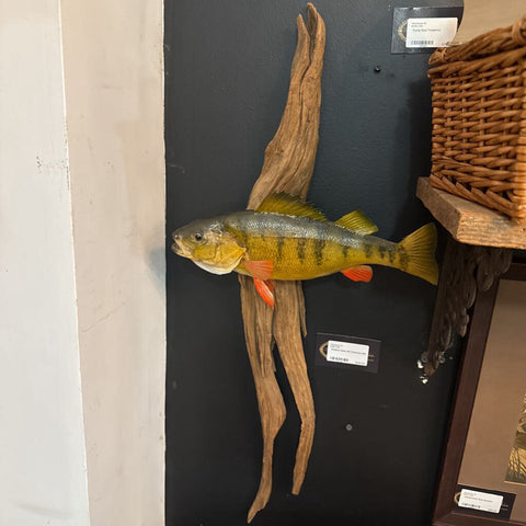 Rainbow Bass 12in Driftwood 30in