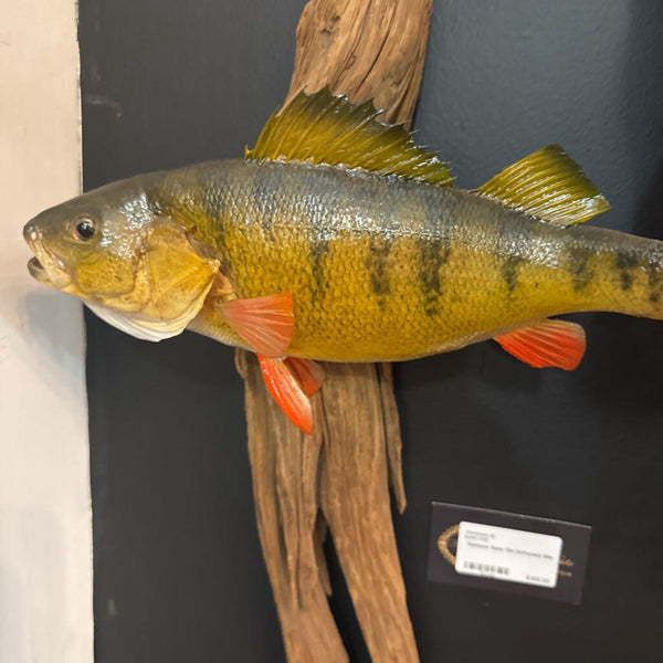 Rainbow Bass 12in Driftwood 30in