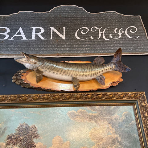 32in Northern Pike