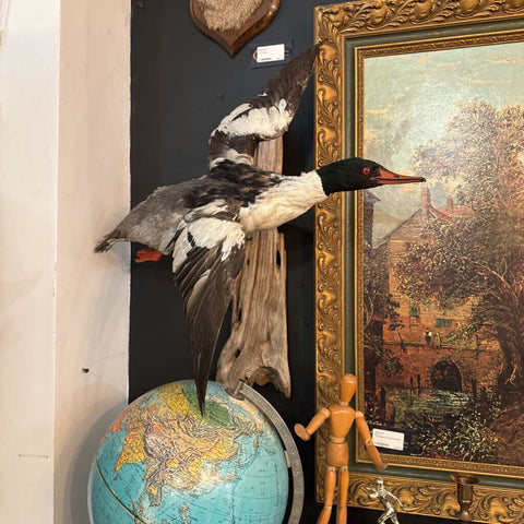 Flying Duck Taxidermy