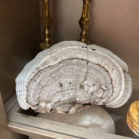 Large Tree Fungi 12"