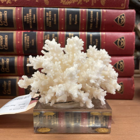 Moxie - Real Coral on Lucite Base