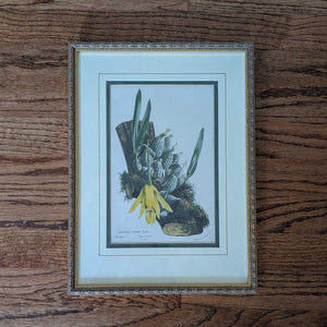 Vintage Framed/Matted Cattleya Citrona Print 11x15 EACH