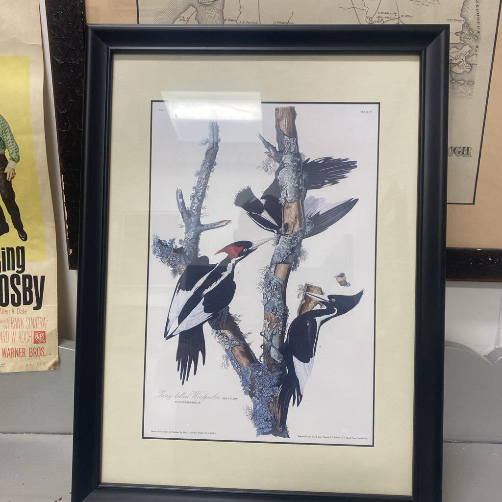 Framed Ivory billed Woodpecker print 19x14
