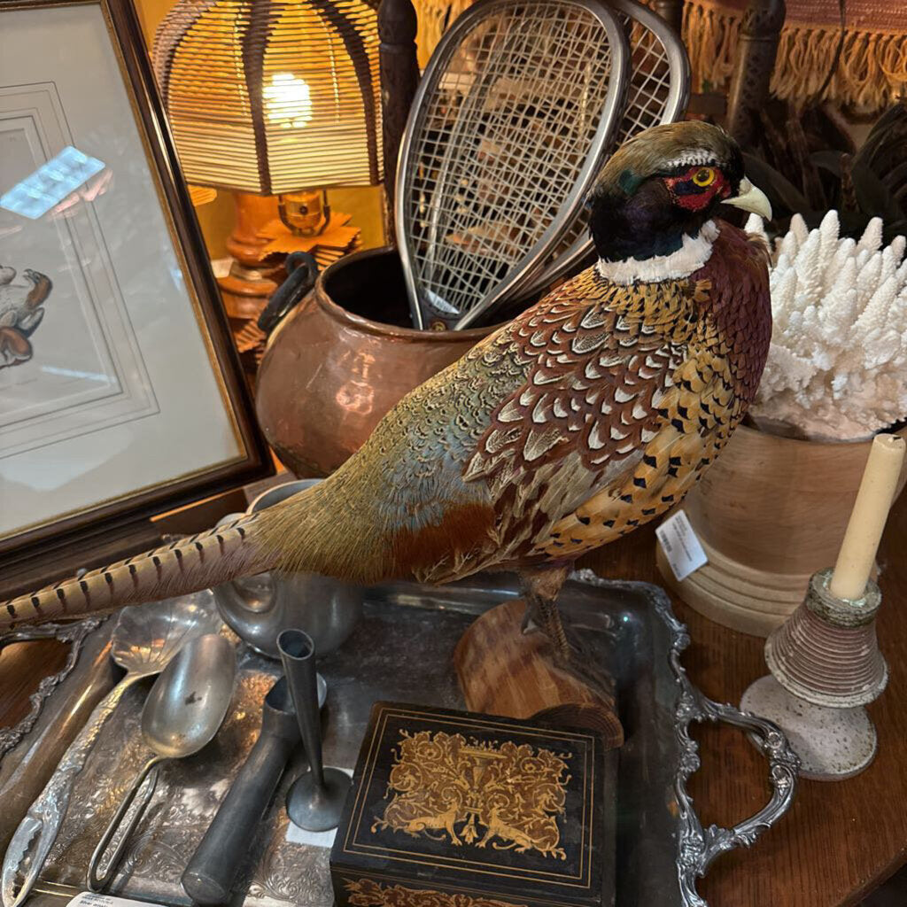 Pheasant