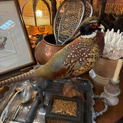 Pheasant