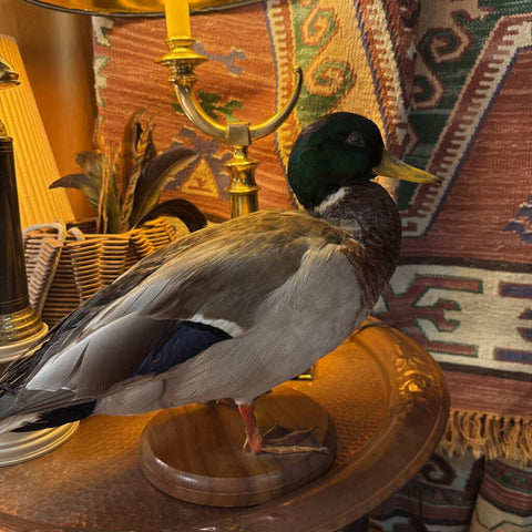 Mallard
