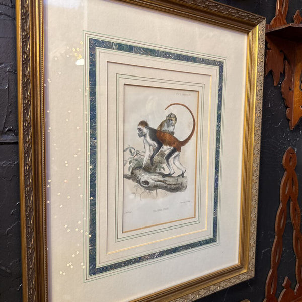 Set of 5 monkey framed lithographs