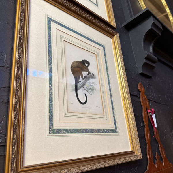 Set of 5 monkey framed lithographs