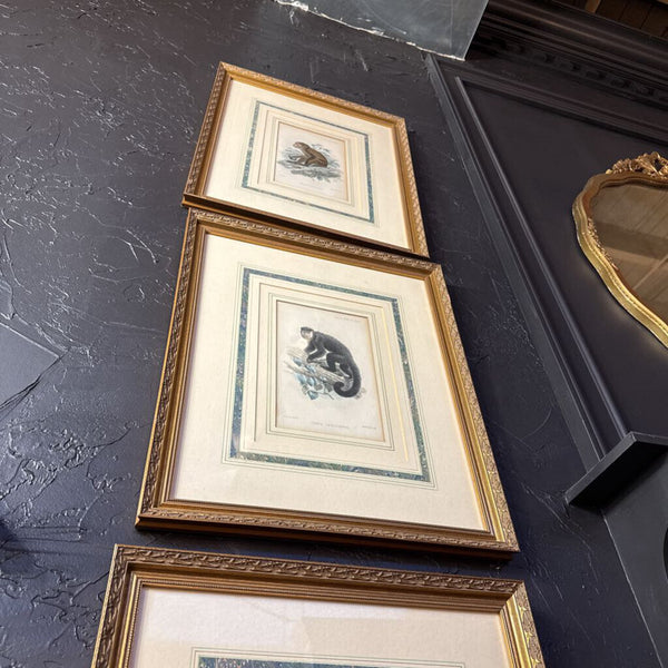 Set of 5 monkey framed lithographs
