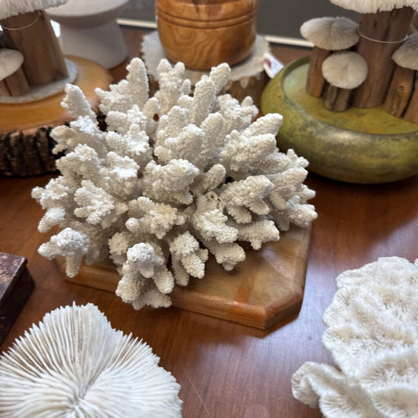 Moxie - Coral On Wood Base - As Found