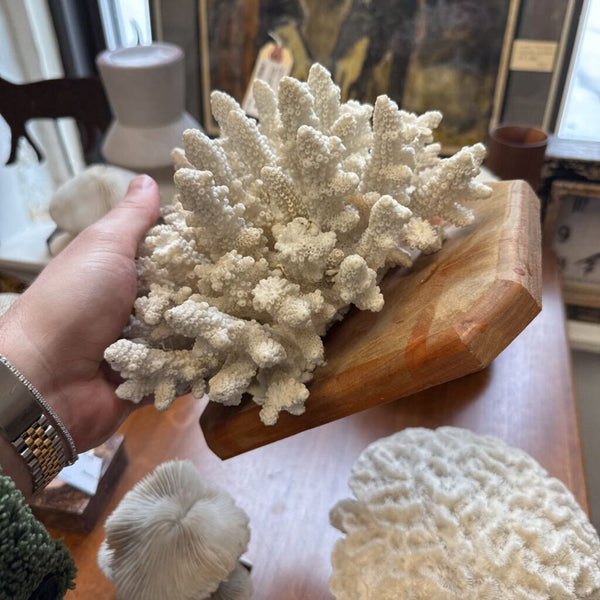 Moxie - Coral On Wood Base - As Found