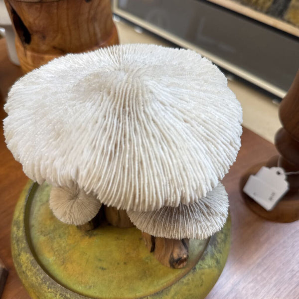 Moxie - 4 Razor Mushroom Cap Coral Sculpture - 5.5"