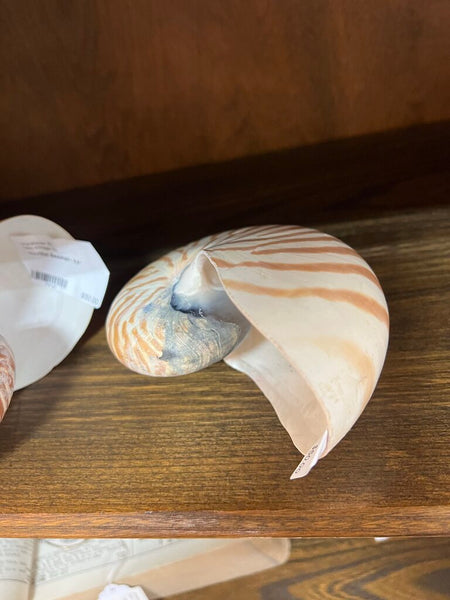 Nautilus Seashell~ 5.5"
