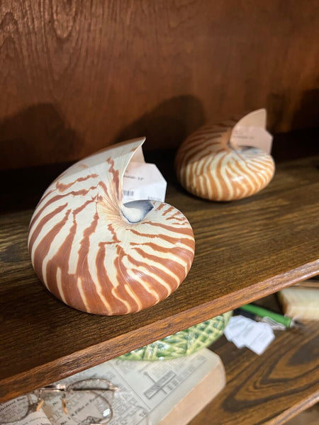 Nautilus Seashell~ 5.5"