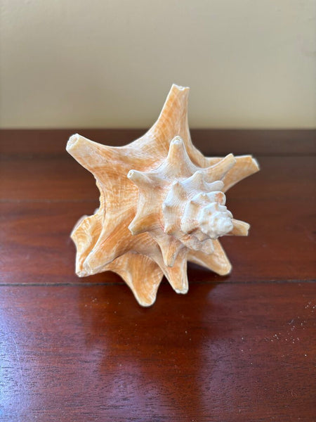 8in Conch Shell