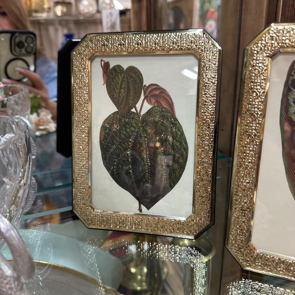 Framed Botanic Print 5.5x7.5"